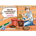 Kamishibai Bildkartenset - Wie die Kartoffel keimt und w�chst, 4-8 Jahre