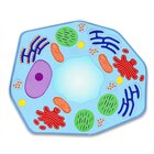 Gro�e magnetische Pflanzenzelle, magnetisches Tafelmaterial, ab 12 Jahre