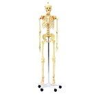 Menschliches Skelett, anatomisches Modell in Lebensgr��e, ab 7 Jahre