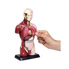 Sch�lertorso, 27 cm H�he, anatomisches Modell, ab 6 Jahre