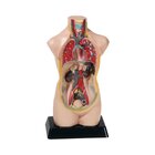 Torso verkleinert, H�he ca. 48 cm, anatomisches Lernmodell