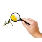 Gro�e Stiellupe, 15 cm lang, ab 6 Jahre