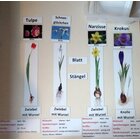 Fr�hbl�her in Box, magnetisches Set f�r die Tafel