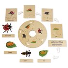TimeTEX Lebenszyklus eines Marienk�fers, Lernspiel in Holzbox