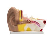 Ohr-Modell, Lernmaterial