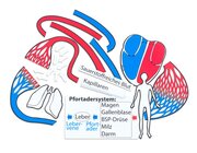 Blutkreislauf, magnetisches Tafelmaterial (A)