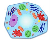 Gro�e magnetische Pflanzenzelle, magnetisches Tafelmaterial, ab 12 Jahre