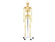 Menschliches Skelett, anatomisches Modell in Lebensgr��e, ab 7 Jahre
