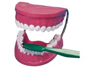 Zahnputz-Modell aus Kunststoff mit B�rste, ab 3 Jahre