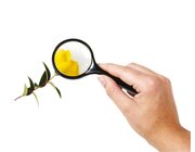 Gro�e Stiellupe, 15 cm lang, ab 6 Jahre