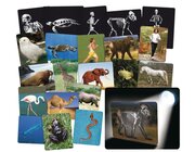 R�ntgenbilder Tier und Mensch, 16 Folien, ab 6 Jahre