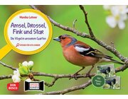 Kamishibai Bildkarten und Memo-Spiel - Amsel, Drossel, Fink und Star. Die V�gel in unserem Garten, 3-6 Jahre