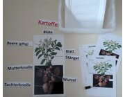 "Kartoffel" magnetisches Set f�r die Tafel