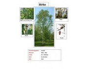 Lern- und Arbeitsteppich Set Laubb�ume, 4 verschiene B�ume