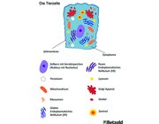 Gro�e magnetische Tierzelle, magnetisches Tafelmaterial, ab 12 Jahre