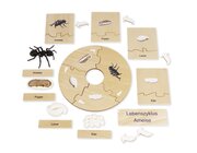 TimeTEX Lebenszyklus einer Ameise, Lernspiel in Holzbox