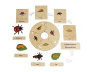 TimeTEX Lebenszyklus eines Marienk�fers, Lernspiel in Holzbox