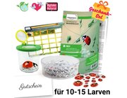 Zuchtset Marienk�fer, Gutschein-Set, kompakt, 5 Teile