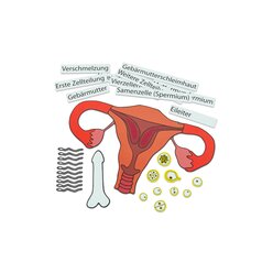 Ein Kind entsteht, magnetisches Tafelmaterial, ab 7 Jahre