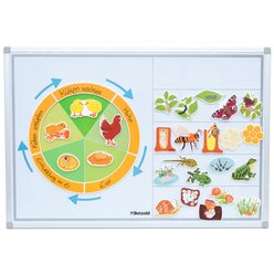 Lebenszyklus der Tiere, 4-10 Jahre