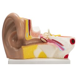 Ohr-Modell, Lernmaterial