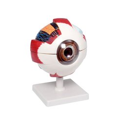 Gro�es Augenmodell, 6-fach vergr��ert