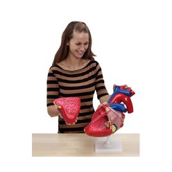 Gro�es menschliches Herz, ab 10 Jahre