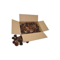 Kiefernzapfen-Set, 125 St�ck