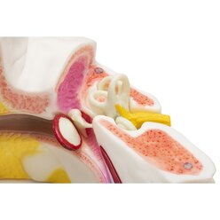 Ohr-Modell, Lernmaterial