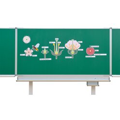 Die Kirschbl�te - Von der Bl�te bis zur Frucht, ab 5 Jahre