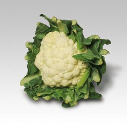 Fotokarten Gem�se in transparenter Aufstellbox, ab 4 Jahre