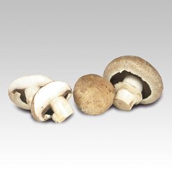 Fotokarten Gem�se in transparenter Aufstellbox, ab 4 Jahre