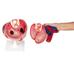 Gro�es menschliches Herz, ab 10 Jahre