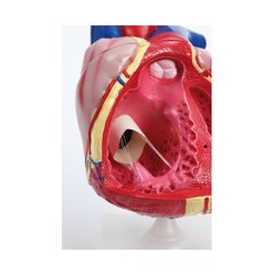Gro�es menschliches Herz, ab 10 Jahre