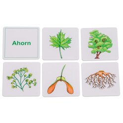 Willst du's wissen? B�ume