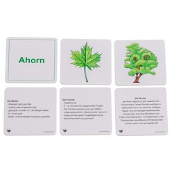 Willst du's wissen? B�ume