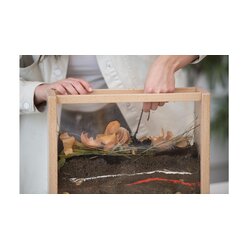 Regenwurm-Beobachtungskasten