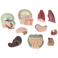 Torso verkleinert, H�he ca. 48 cm, anatomisches Lernmodell