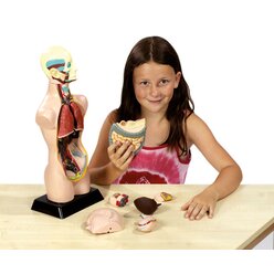 Torso verkleinert, H�he ca. 48 cm, anatomisches Lernmodell