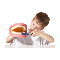 Zahnmodell mit Zubeh�r