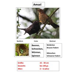 Magnetisches Set Standv�gel