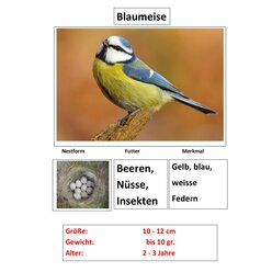 Magnetisches Set Standv�gel