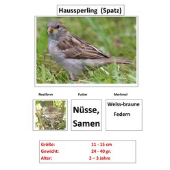 Magnetisches Set Standv�gel