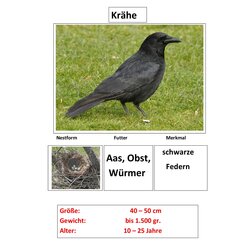 Magnetisches Set Standv�gel