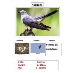 Zugv�gel, Magnetset, 24 Teile inkl. Arbeitsbl�tter