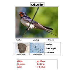 Zugv�gel, Magnetset, 24 Teile inkl. Arbeitsbl�tter