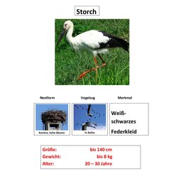 Zugv�gel, Magnetset, 24 Teile inkl. Arbeitsbl�tter