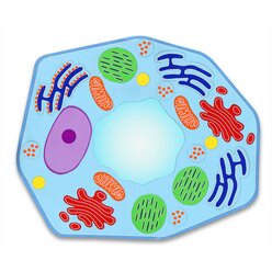 Gro�e magnetische Pflanzenzelle, magnetisches Tafelmaterial, ab 12 Jahre