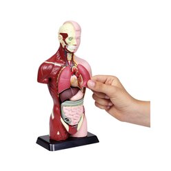 Sch�lertorso, 27 cm H�he, anatomisches Modell, ab 6 Jahre