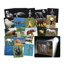 R�ntgenbilder Tier und Mensch, 16 Folien, ab 6 Jahre